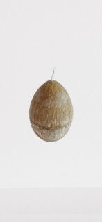 Lumanari Naturale Artizanale in Forma de Ou - Culoare Culoarea Olive