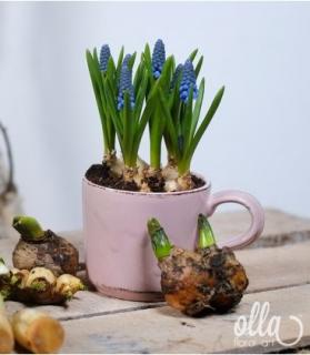 Aranjament floral de primavara Olla cu bulbi de Muscari in cana ceramica