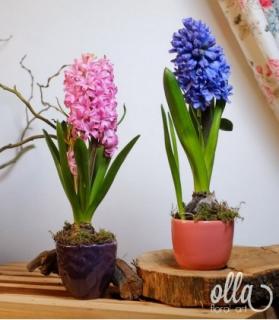 Aranjament floral Olla cadou de primavara cu bulb de zambila in vas ceramic