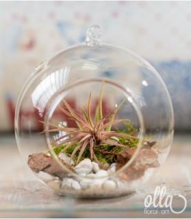 Aranjament floral Olla, planta Tillandsia in glob mare de sticla