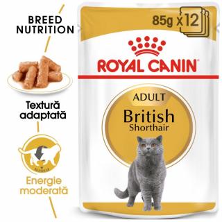 ROYAL CANIN British Shorthair Adult, hrana umeda pisica (in sos), 12x85g