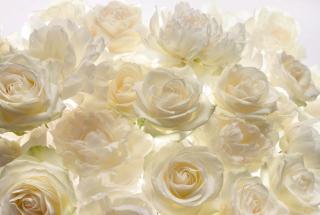 Fototapet XXL4-007 Trandafiri albi