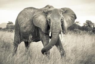 Fototapet XXL4-529 Elefant