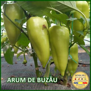 ARUM DE BUZAU