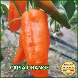 CAPIA ORANGE