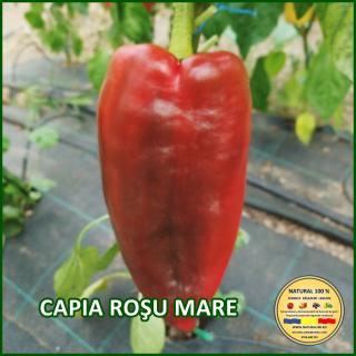 CAPIA ROSU MARE