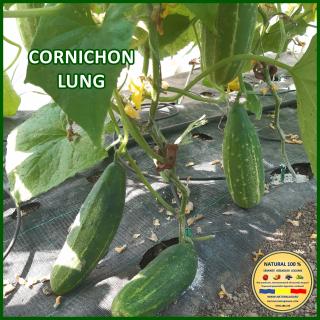 CORNICHON LUNG