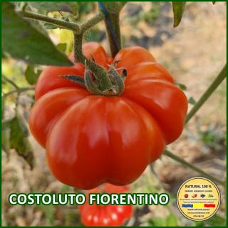 COSTOLUTO FIORENTINO