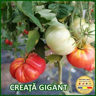 CREATA GIGANT