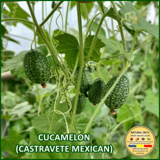 CUCAMELON (CASTRAVETE MEXICAN)