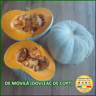 DE MOVILA (DOVLEAC DE COPT)