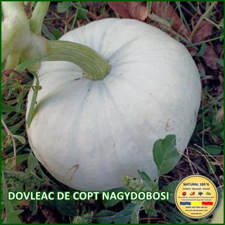 DOVLEAC DE COPT NAGYDOBOSI