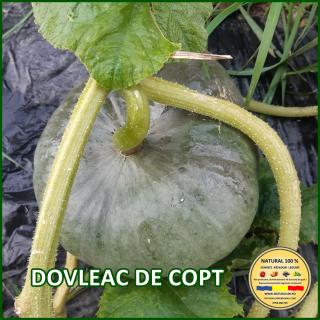 DOVLEAC DE COPT