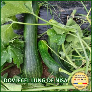 DOVLECEL LUNG DE NISA