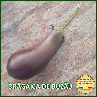 DRAGAICA DE BUZAU