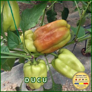 DUCU