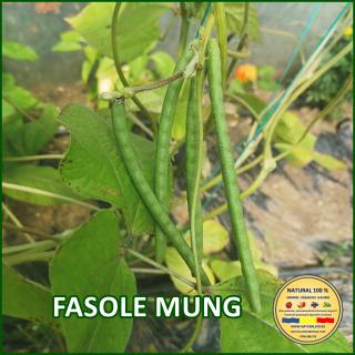 FASOLE MUNG