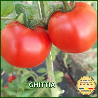 GHITTIA