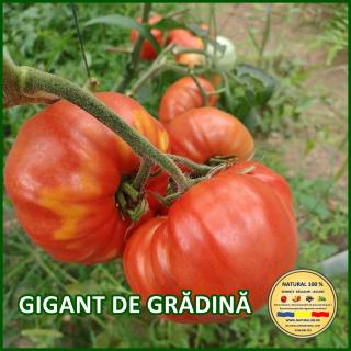 GIGANT DE GRADINA