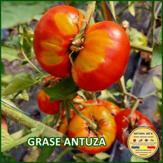 GRASE ANTUZA