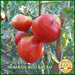 INIMA DE BOU BACAU