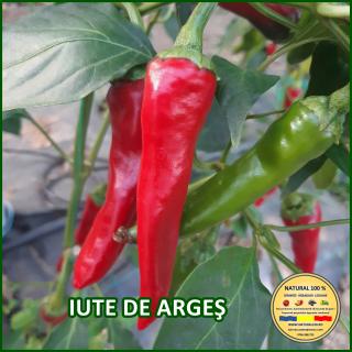 IUTE DE ARGES