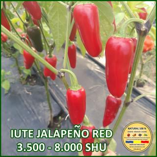 IUTE JALAPENO RED