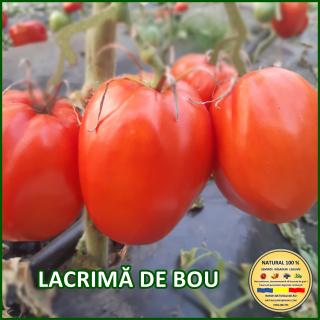 LACRIMA DE BOU