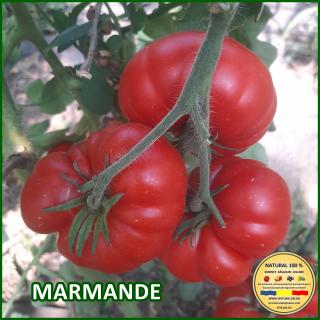 MARMANDE