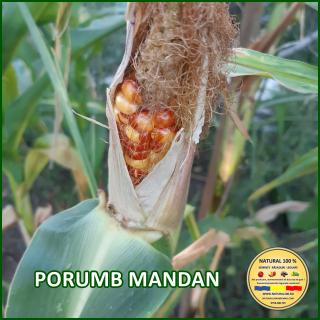 PORUMB MANDAN