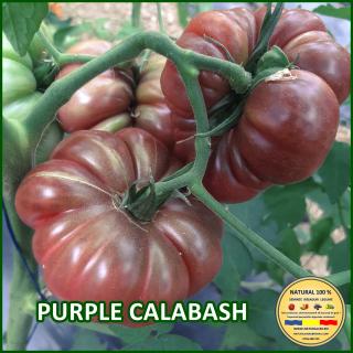 PURPLE CALABASH