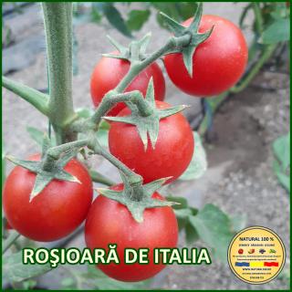 ROsIOARA DE ITALIA