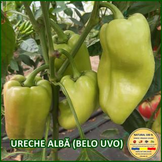 Seminte de ardei Belo Uvo (Ureche Alba)