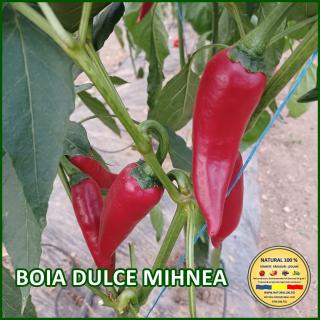 Seminte de ardei Boia Dulce Mihnea