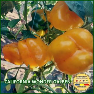 Seminte de ardei California Wonder Galben