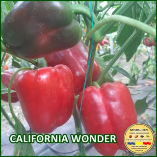 Seminte de ardei California Wonder