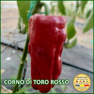 Seminte de ardei Corno Di Toro Rosso