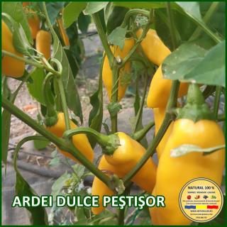 Seminte de ardei Dulce Pestisor