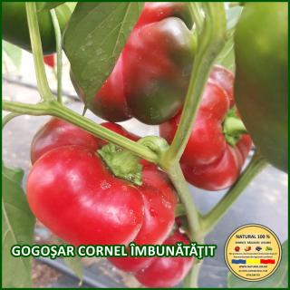 Seminte de ardei Gogosar Cornel Imbunatatit