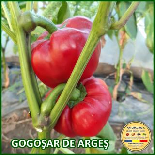 Seminte de ardei Gogosar de Arges
