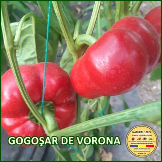Seminte de ardei Gogosar de Vorona