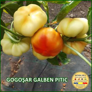 Seminte de ardei Gogosar Galben Pitic