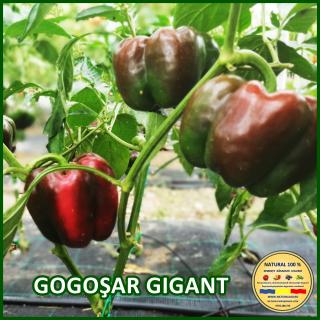 Seminte de ardei Gogosar Gigant