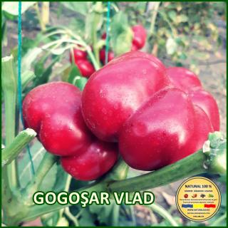 Seminte de ardei Gogosar Vlad