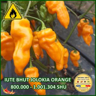 Seminte de ardei Iute Bhut Jolokia Orange