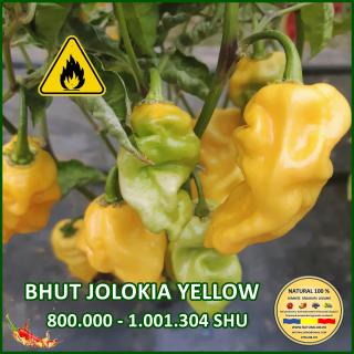 Seminte de ardei Iute Bhut Jolokia Yellow