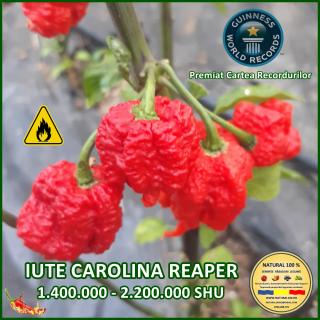 Seminte de ardei Iute Carolina Reaper