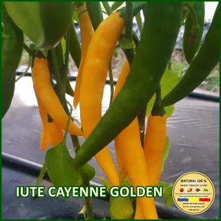 Seminte de ardei Iute Cayenne Golden