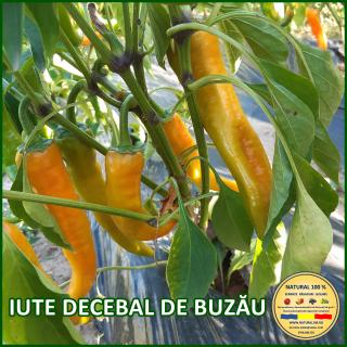Seminte de ardei Iute Decebal de Buzau