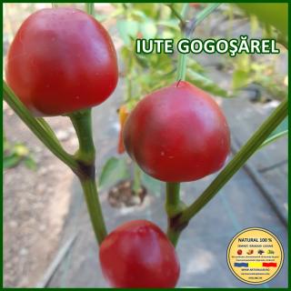 Seminte de ardei Iute Gogosarel